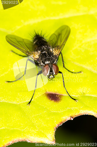 Image of Fly