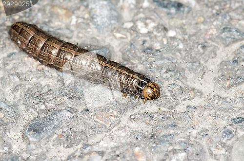 Image of Maggot