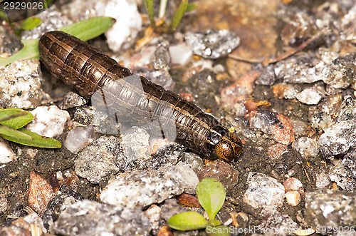 Image of Larva