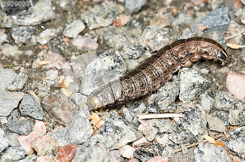 Image of Catepillar