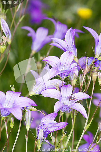 Image of Flowers