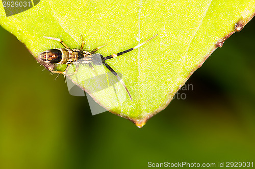 Image of Insect