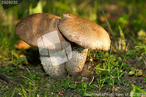 Image of Mushrooms