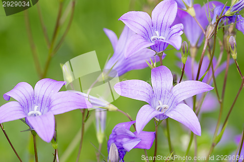 Image of Flowers