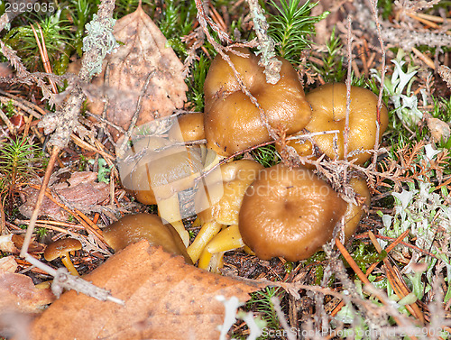 Image of Cantharellus lutescens