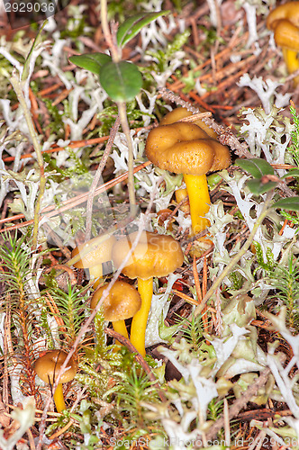 Image of Cantharellus lutescens