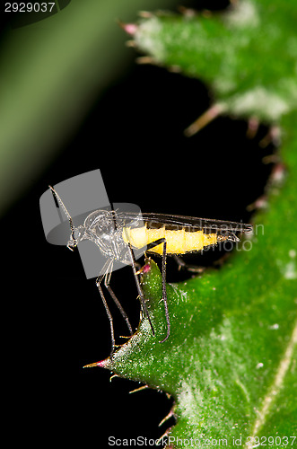 Image of Insect