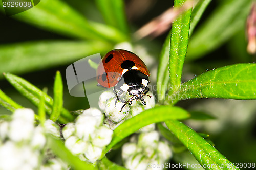 Image of Ladybug