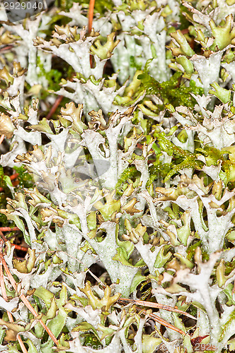 Image of Moss
