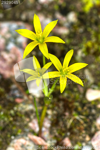 Image of Yellow flower