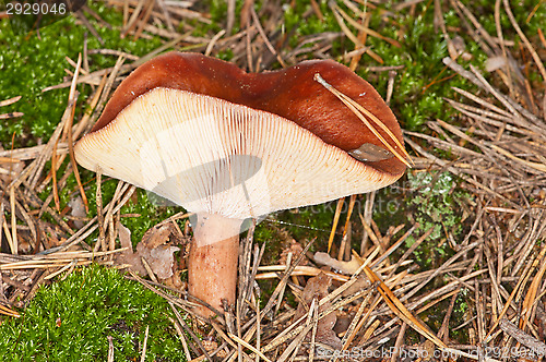 Image of Mushroom