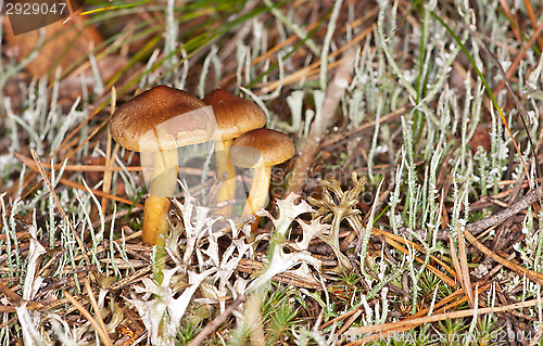 Image of Mushrooms