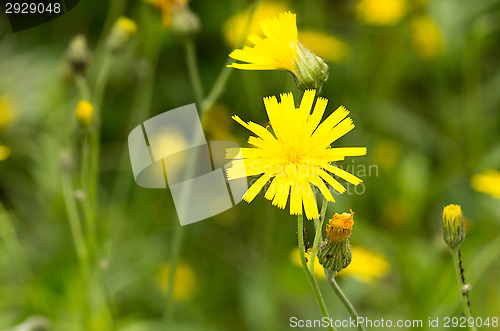 Image of Yellow flowers