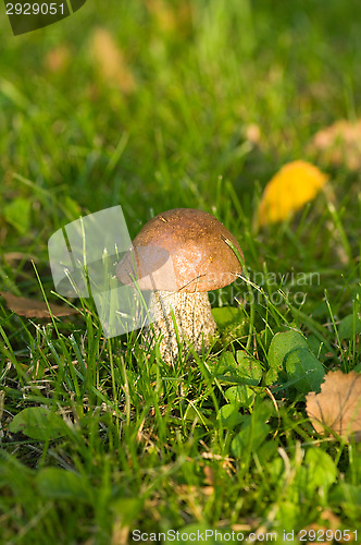 Image of Mushroom