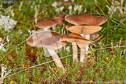 Image of Mushrooms