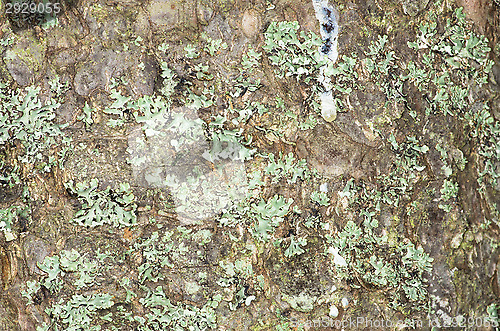 Image of Lichen