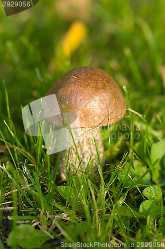 Image of Mushroom