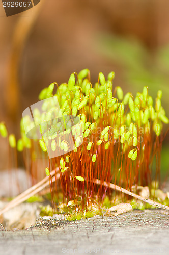 Image of Moss