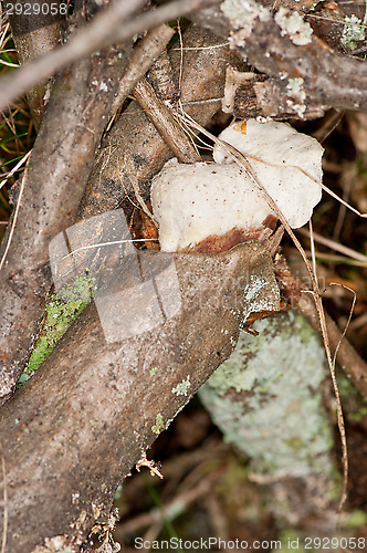 Image of Polypore
