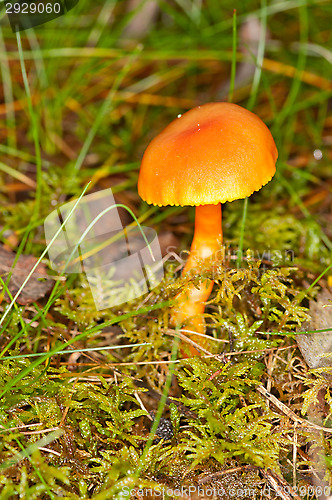 Image of Mushroom