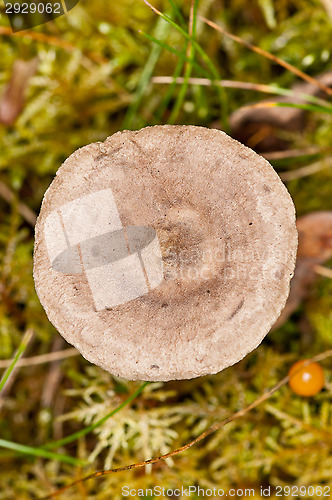 Image of Mushroom