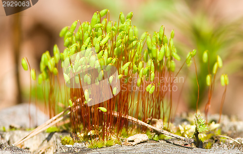 Image of Moss