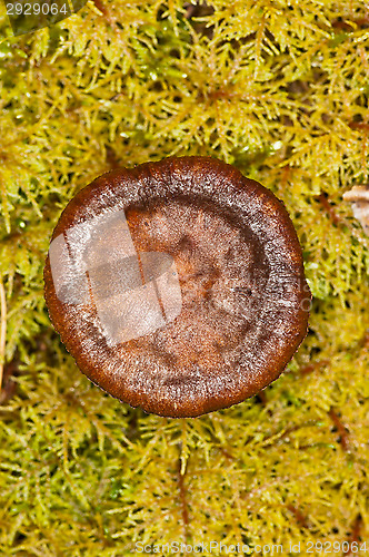 Image of Mushroom