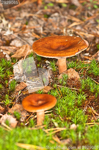 Image of Mushroom