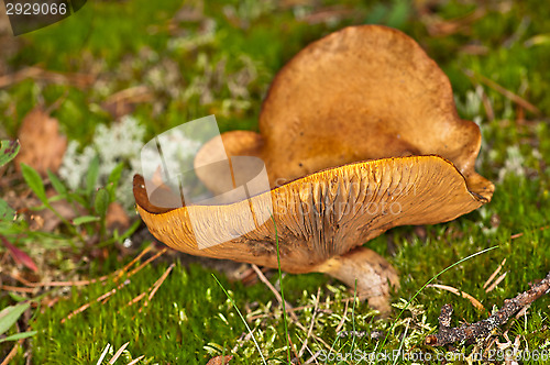 Image of Mushroom