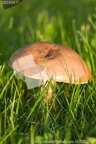 Image of Mushroom