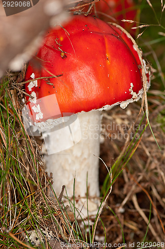 Image of Fly agaric