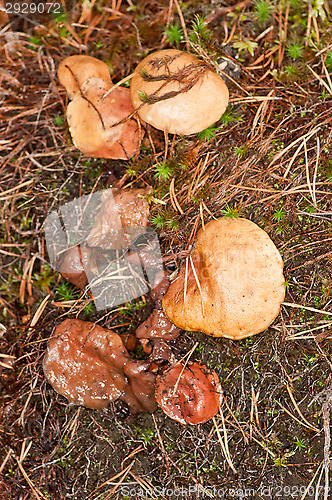 Image of Mushrooms