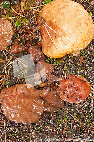 Image of Mushrooms