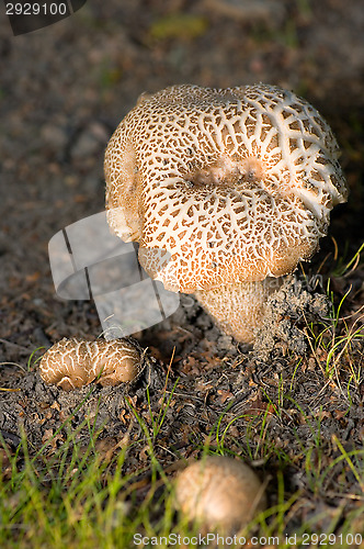 Image of Mushrooms