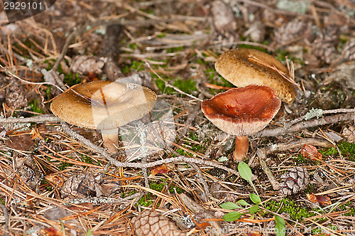 Image of Mushrooms
