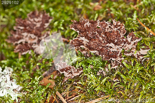 Image of Mushrooms