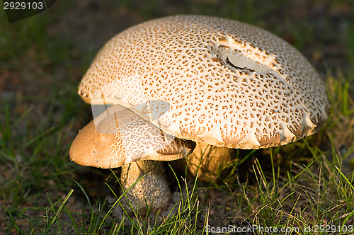 Image of Mushrooms