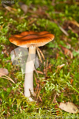 Image of Mushroom