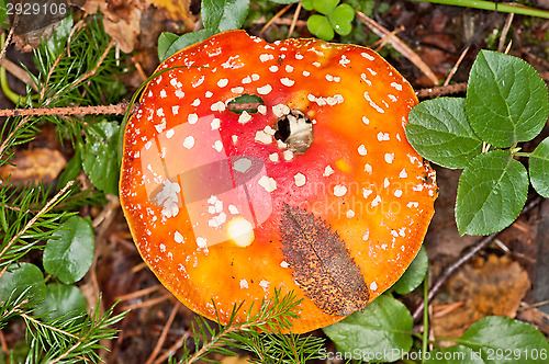 Image of Fly agaric