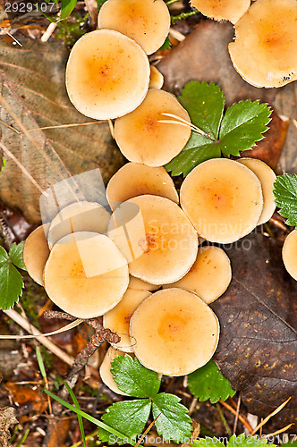 Image of Mushrooms