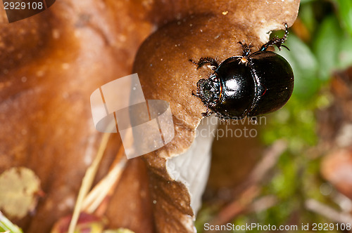 Image of Beetle on mushroom