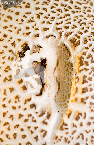 Image of Mushroom