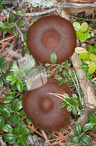 Image of Mushrooms