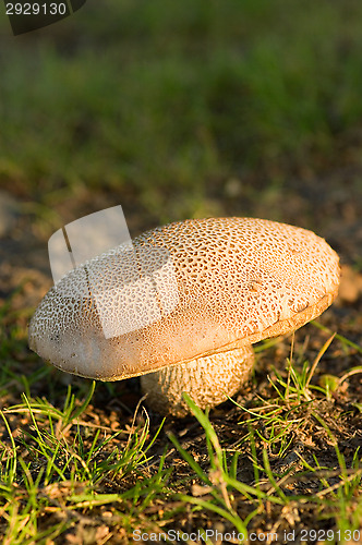 Image of Mushroom