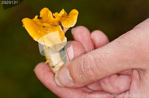 Image of Cantharellus cibarius