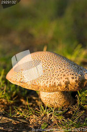 Image of Mushroom