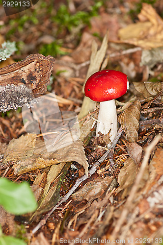 Image of Mushroom