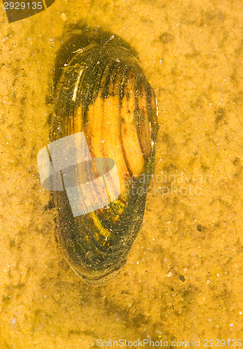 Image of Shell