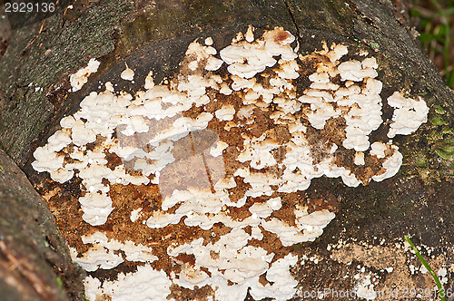 Image of Polypore