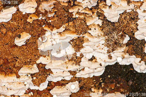 Image of Polypore